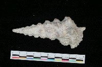 藏品(寶塔蟹守螺)的圖片